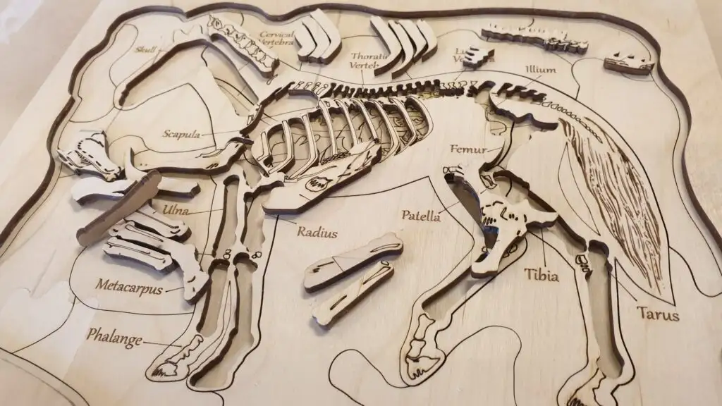 Educational puzzle of Horse anatomy